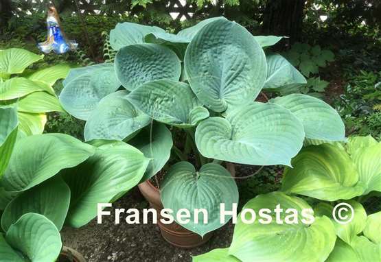 Hosta Mike  